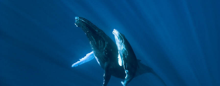 Baleines à bosse © Roberto Rinaldi / Galatée Films