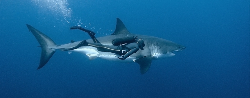 François Sarano et le grand requin blanc © Galatée Films