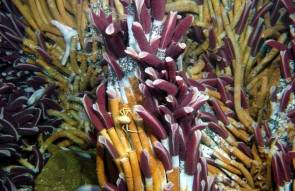 Vers géants vivant dans une source hydrothermale © Ifremer