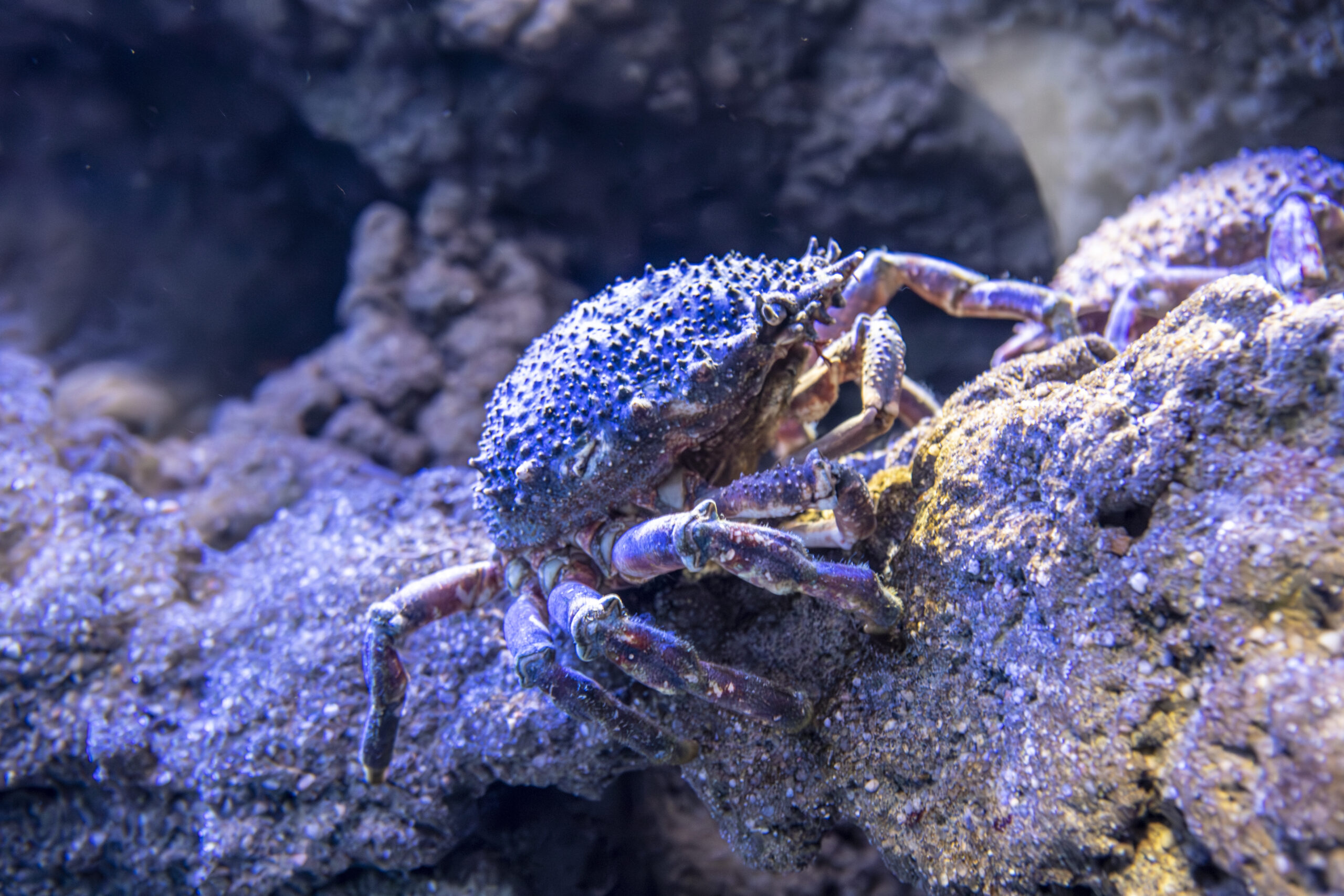 araignee-de-mer-©-David-Alvarez-Lopez-CC-BY-2.0-1