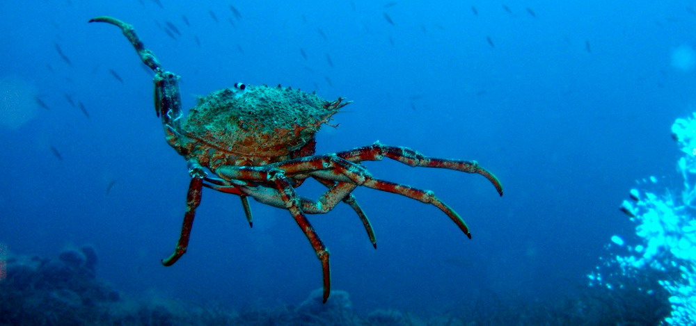 araignée de mer © Govern de les Illes Balears CC BY SA 3.0