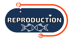 picto reproduction animaux marins