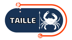 picto taille animaux marins