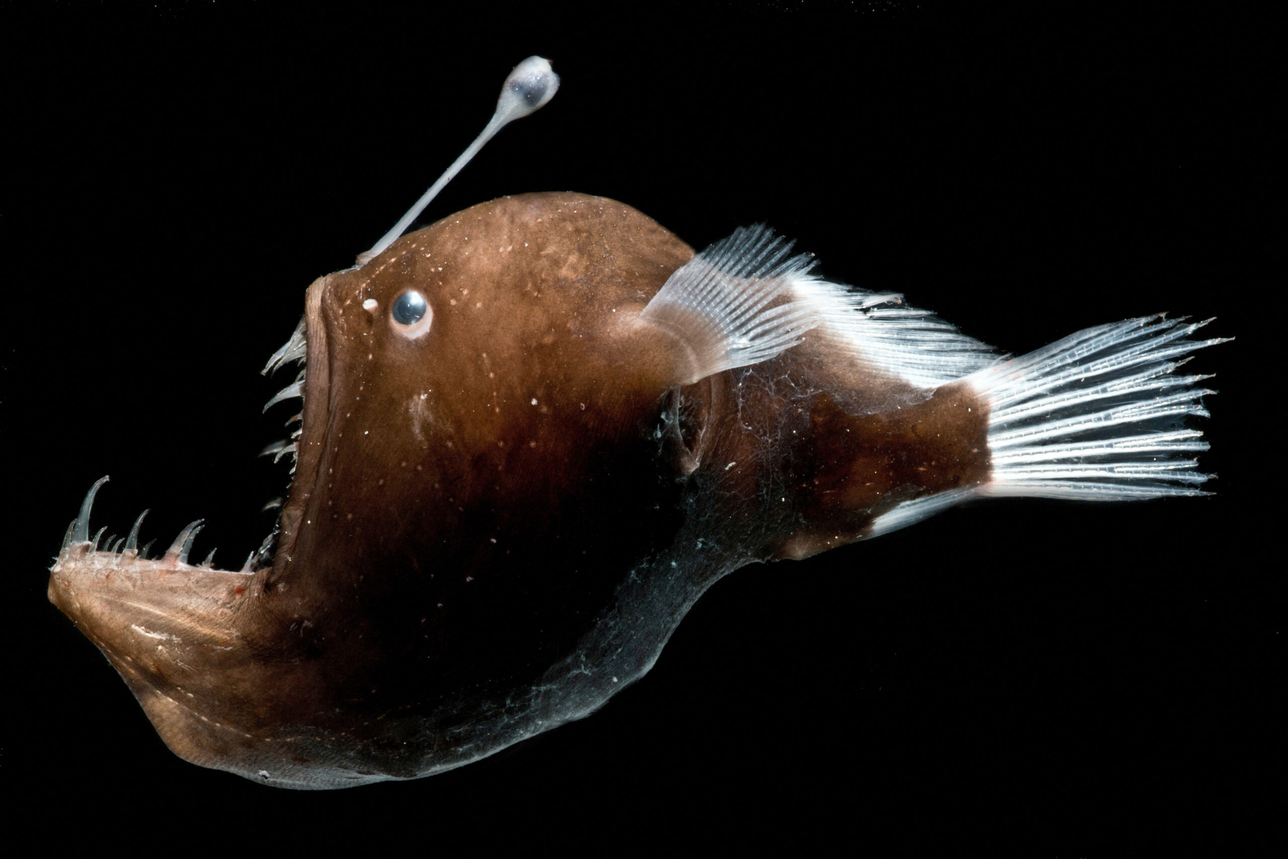 Baudroie abyssale de Johnson (Melanocetus johnsonii) femelle© Dante Fenolio / Photo Researchers / Biosphoto