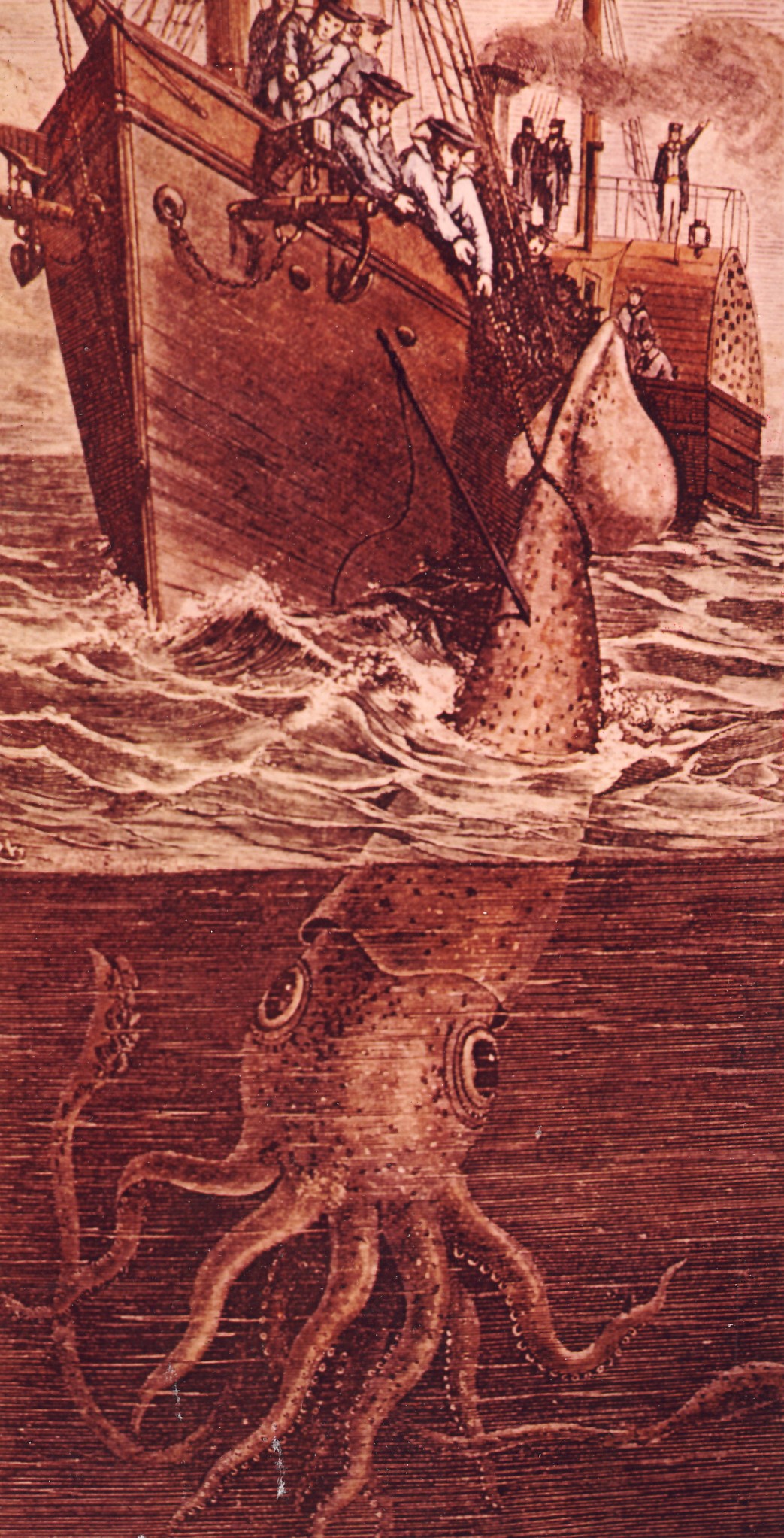 7902-pêche-au-calmar