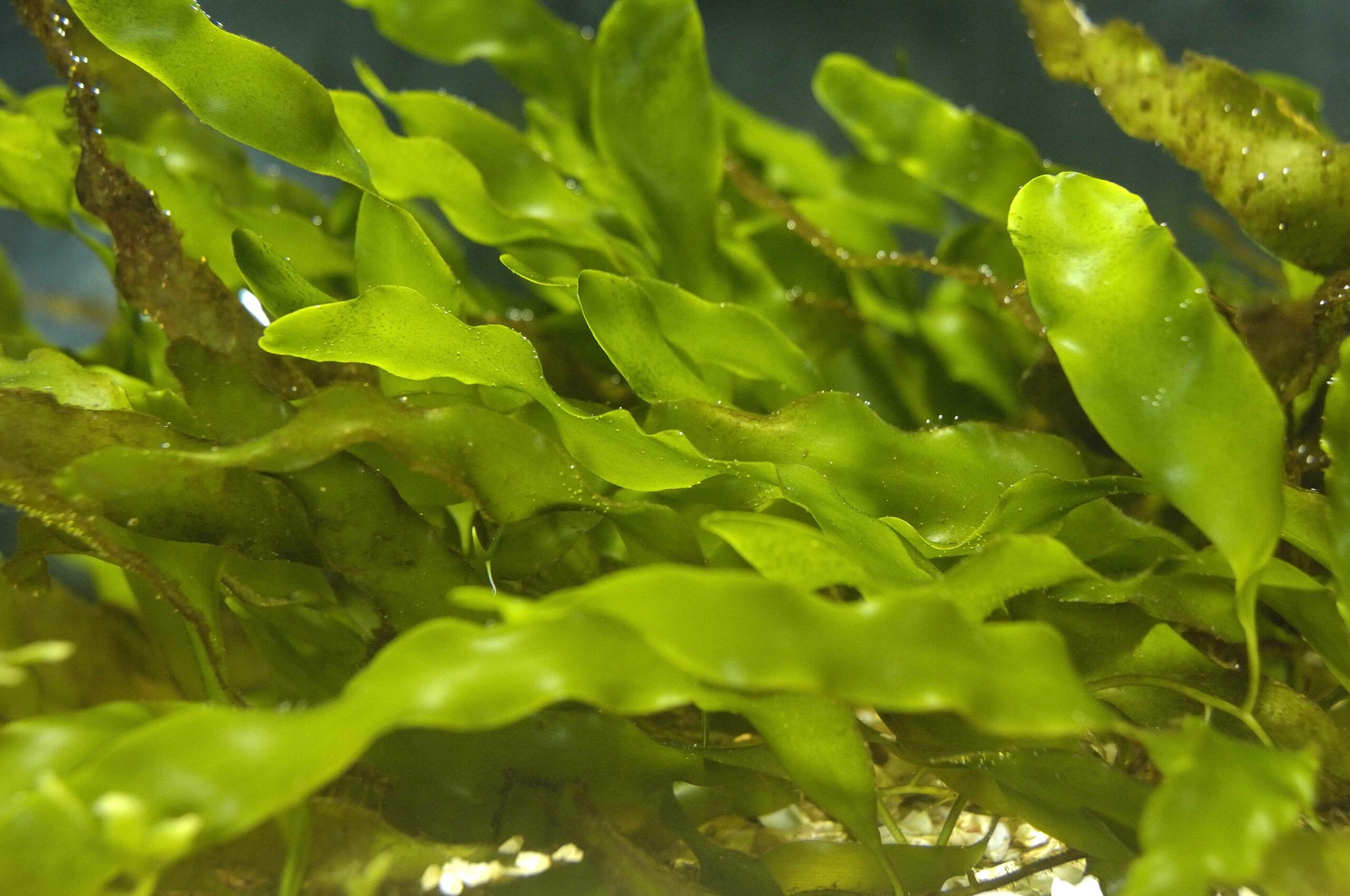 Algues @ F.BASSEMAYOUSSE