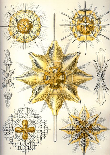 Acanthometra © Ernst HAECKEL, « Kunstformen der Natur » (1904)