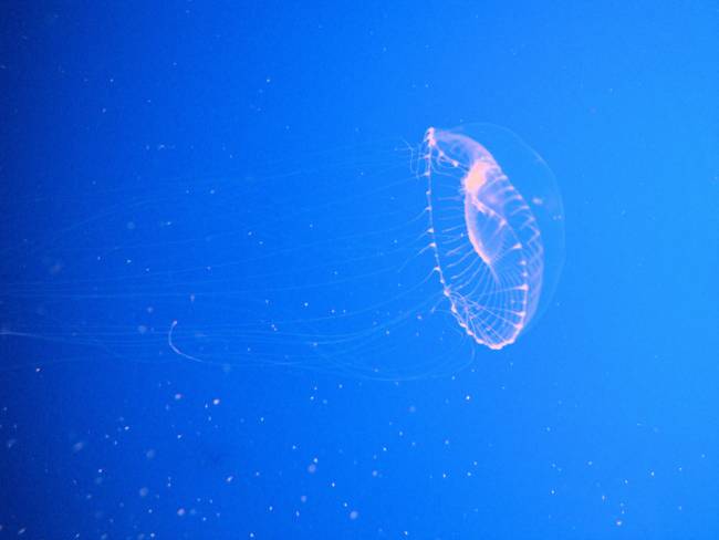 Aequorea victoria © Jim G from Silicon Valley, CA, USA – Creative Commons