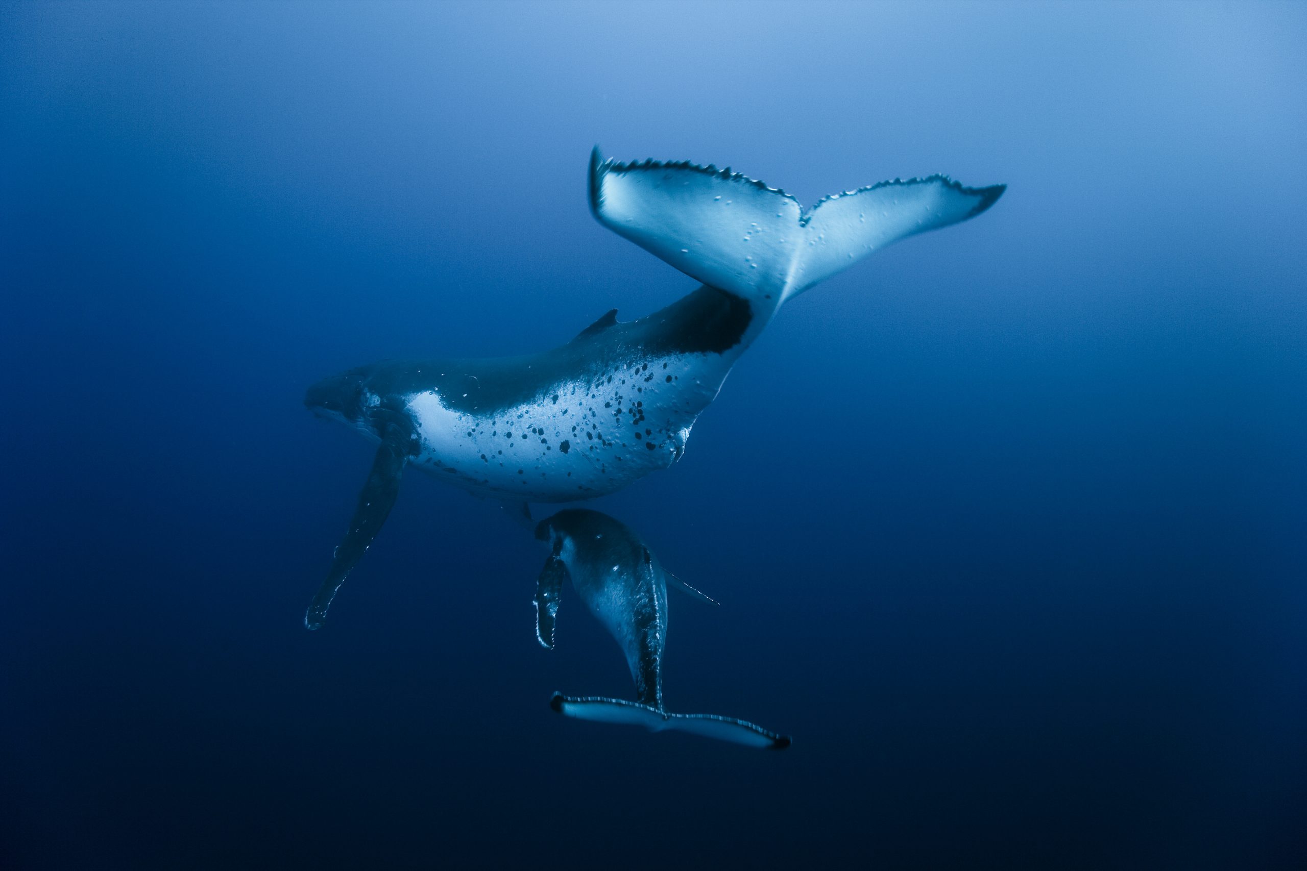 Baleine a bosse et baleineau © Roberto Rinaldi
