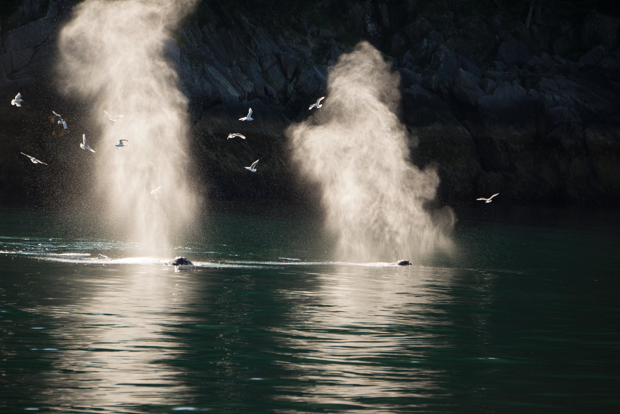 Le souffle de deux baleines à bosse. © Jerry Kirkhart CC BY 2.0