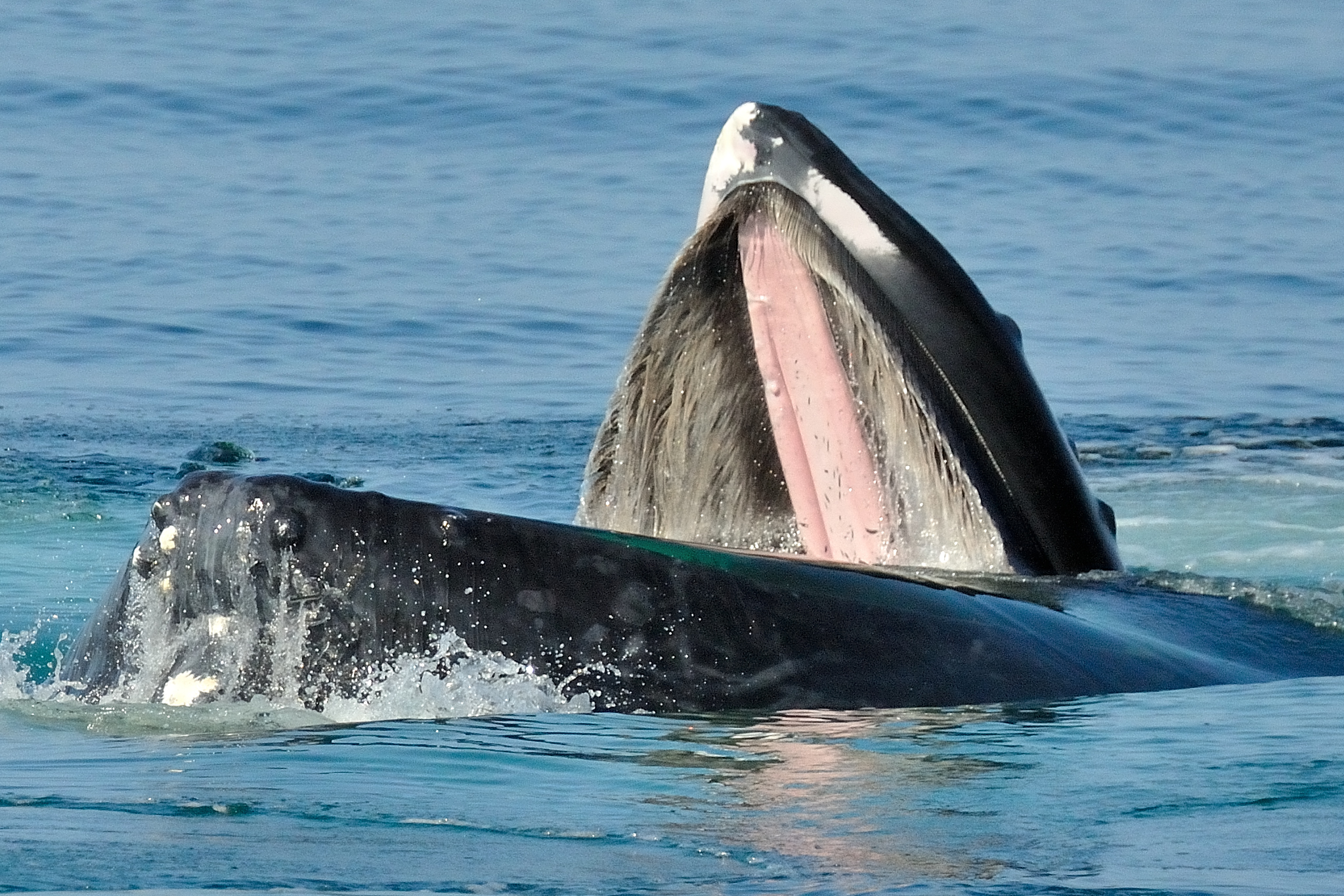 Les fanons d&rsquo;une baleine a bosse. © Marco Fumasoni CC BY 2.0