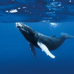 baleine à bosse, une biodiversité marine en danger