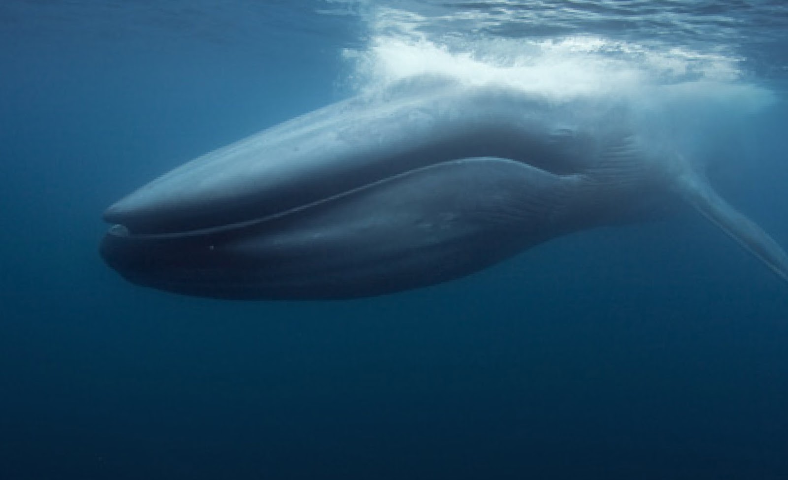 Baleine bleue © National Oceanic and Atmospheric Administration (NOAA)