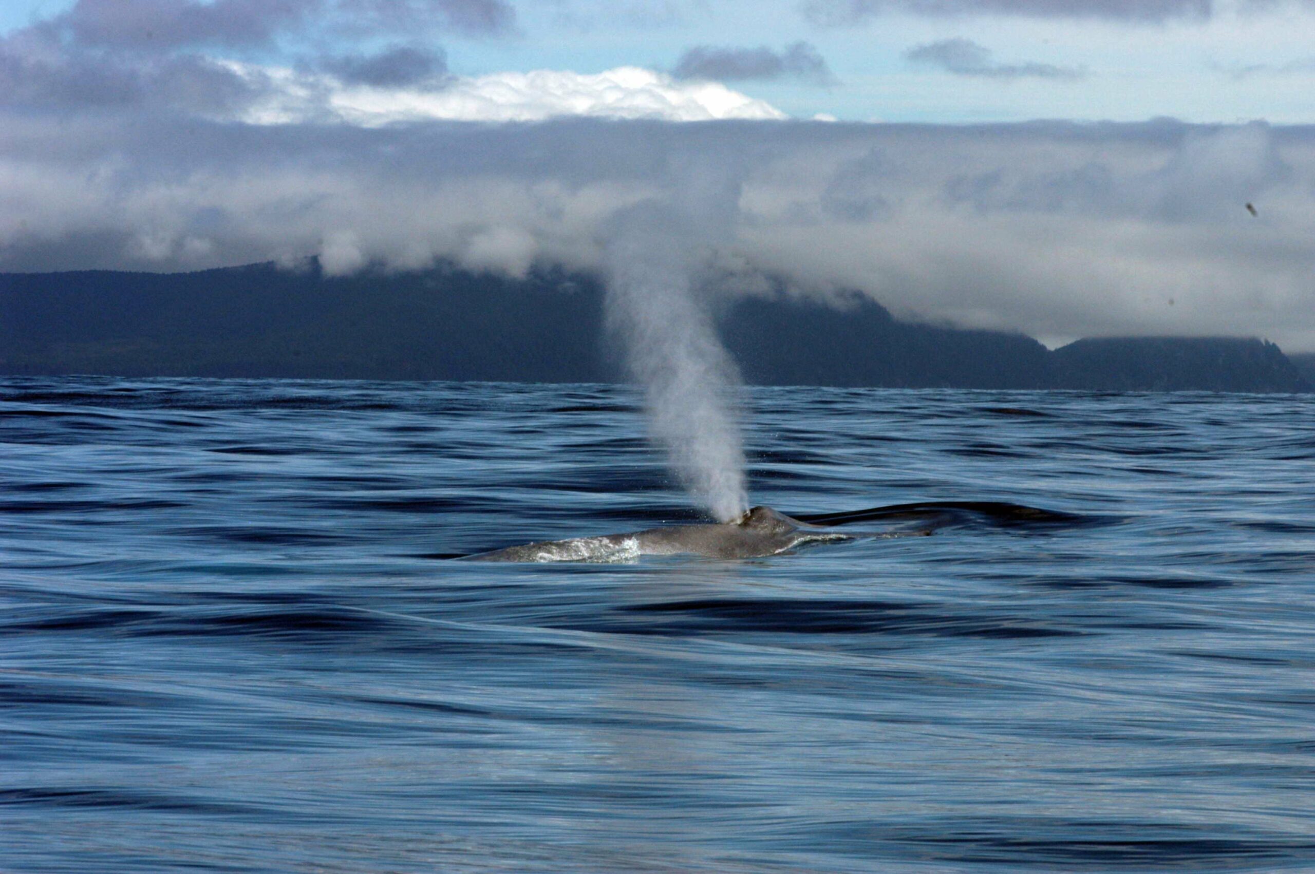 Le souffle d&rsquo;une baleine bleue. © Cascadia Research Collective, NOAA News