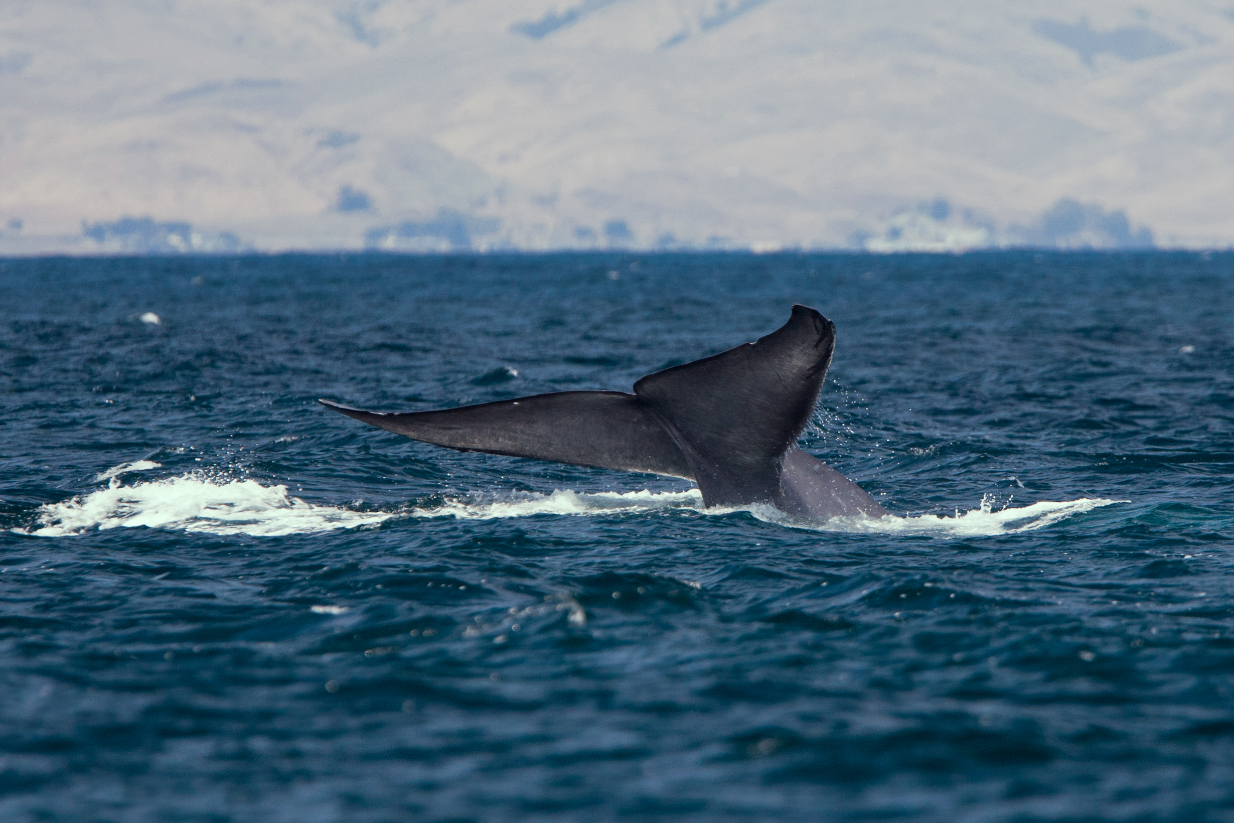 Baleine bleue © ‘Mike’ Michael L. Baird CC BY 2.0