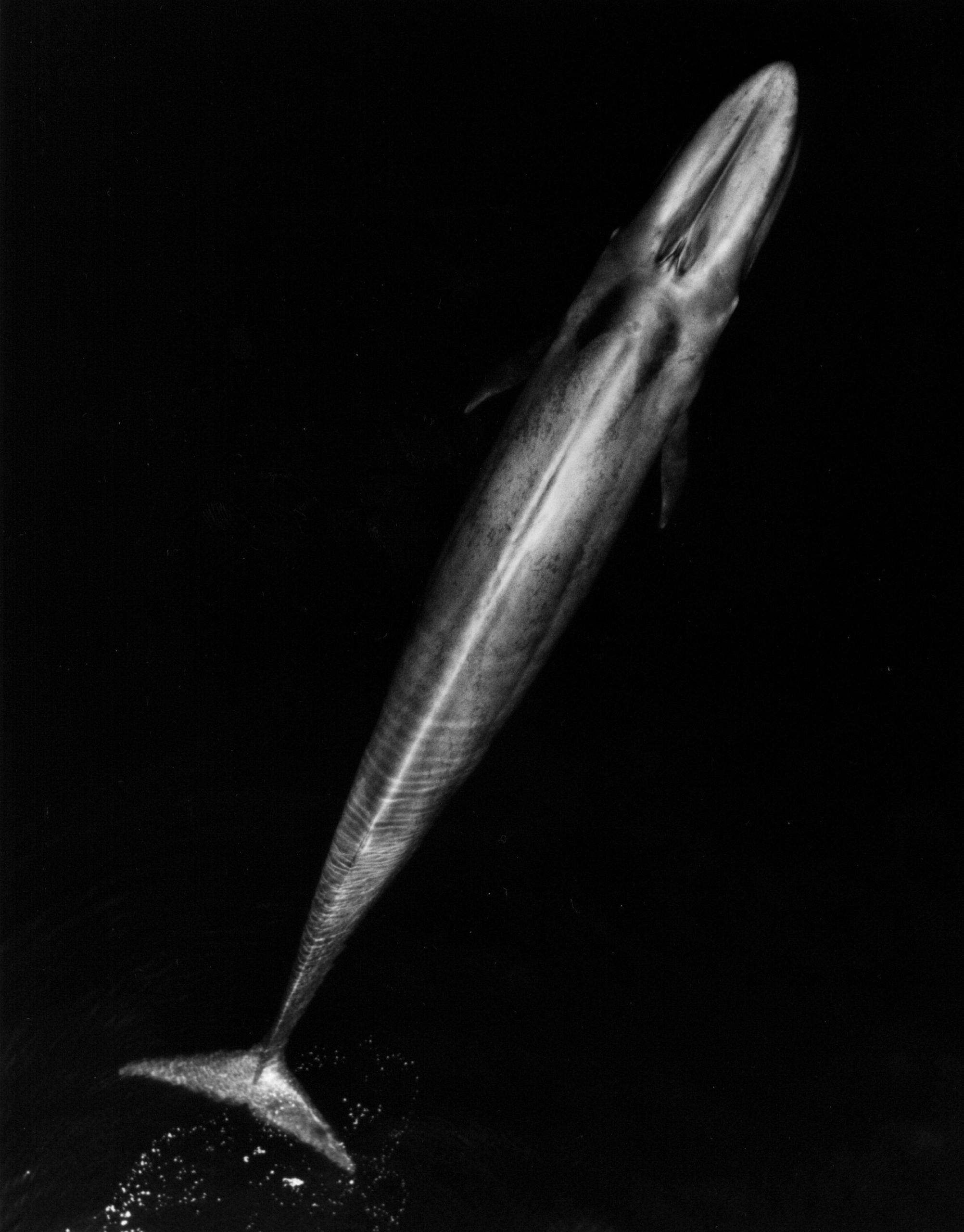 Baleine bleue © NOAA Fisheries
