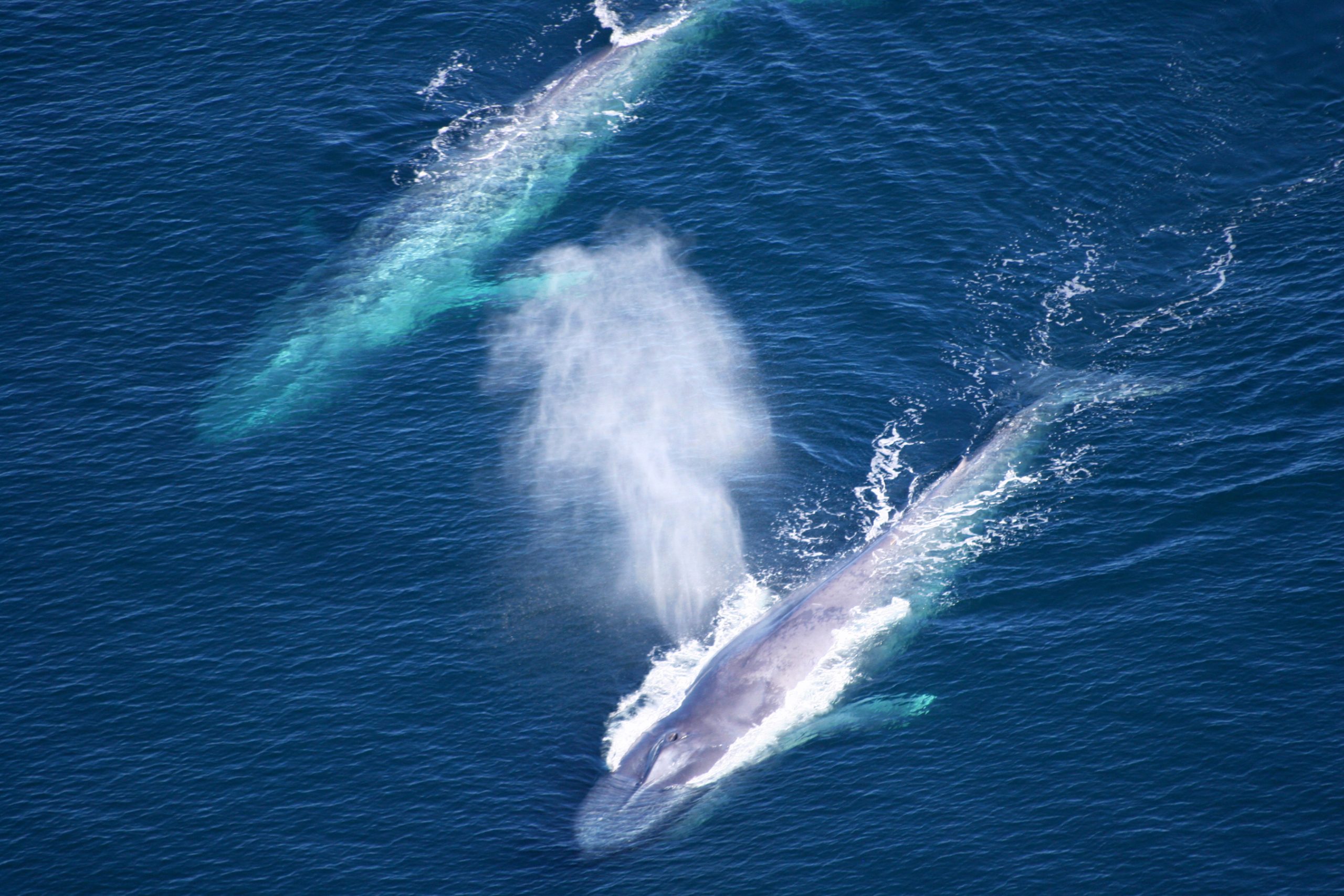 Baleine bleue © National Marine Sanctuaries