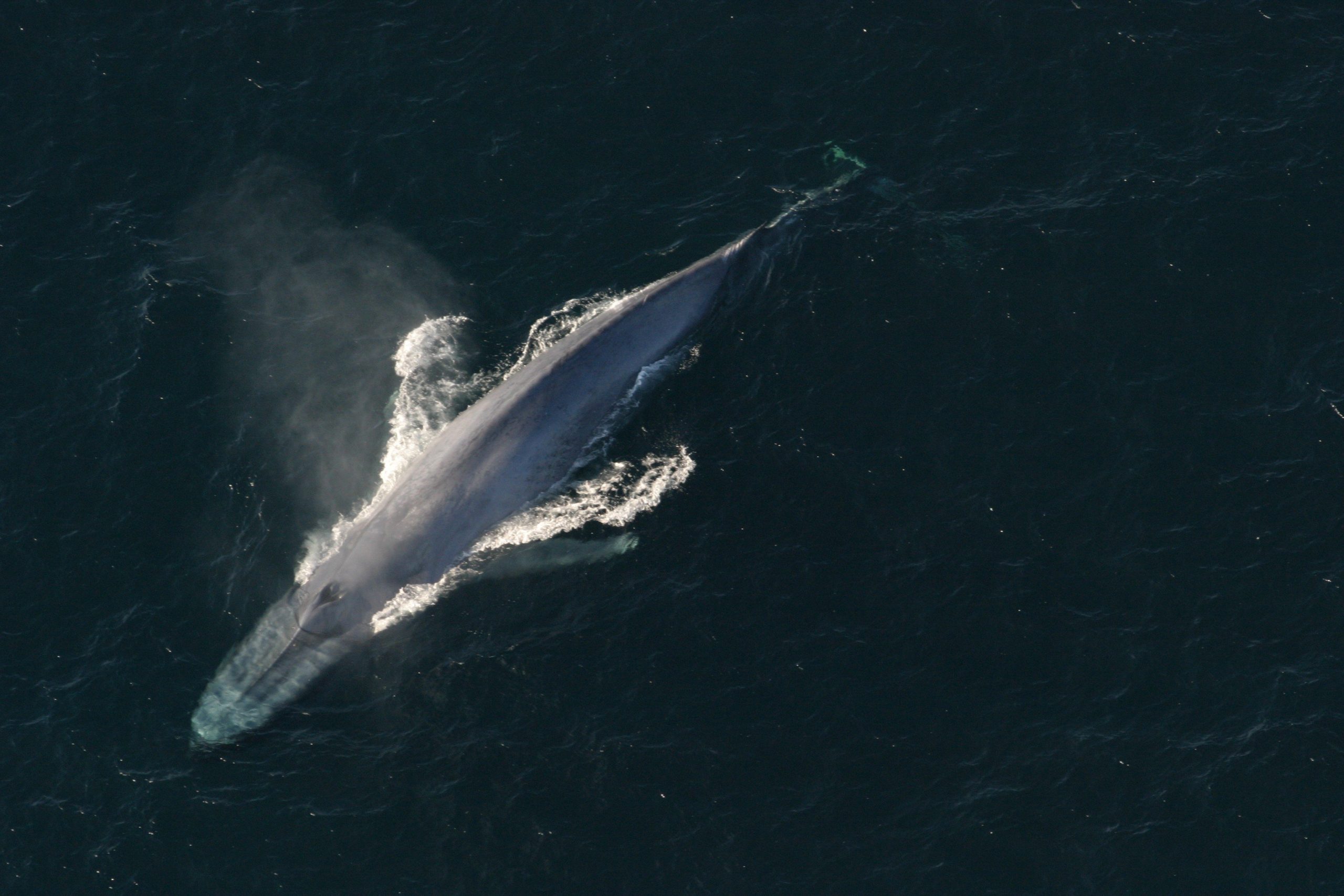 Baleine bleue © National Oceanic and Atmospheric Administration (NOAA) CC BY 2.0