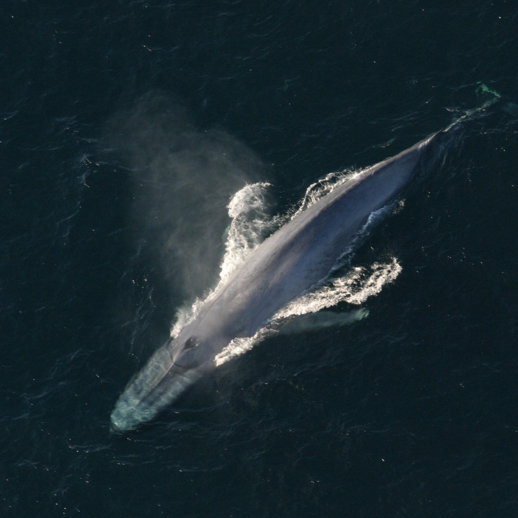 Baleine bleue © National Oceanic and Atmospheric Administration (NOAA) CC BY 2.0