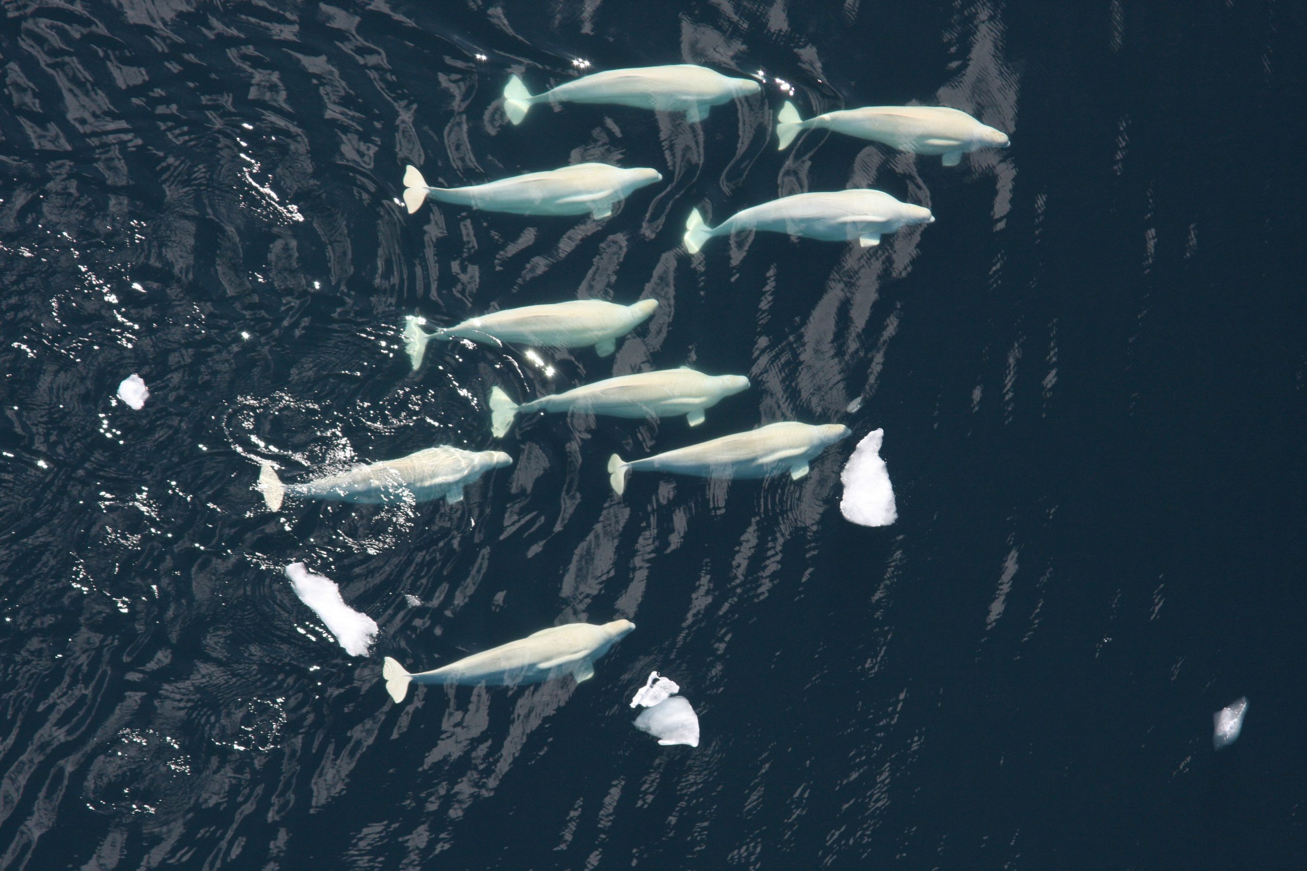 Béluga © National Oceanic and Atmospheric Administration (NOAA) CC BY 2.0