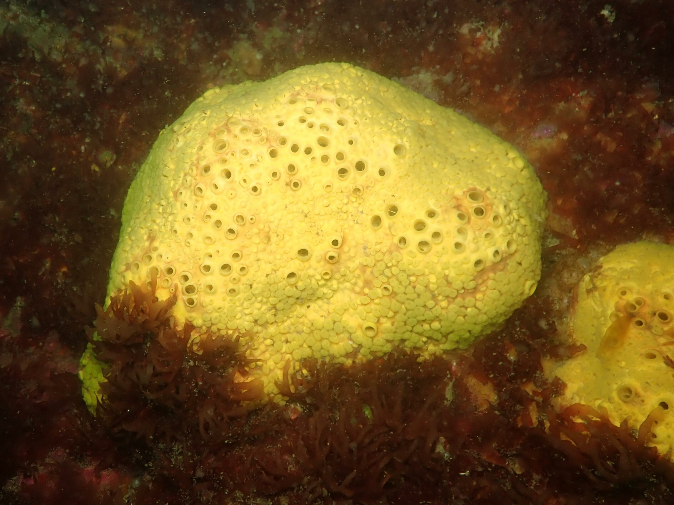 Éponge de mer © Benjamin GUICHARD / Ifremer