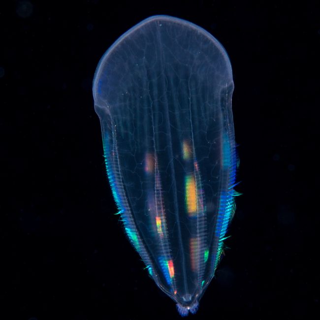 Ctenophore, « Beroe forskalii » © Linda LANNIELLO