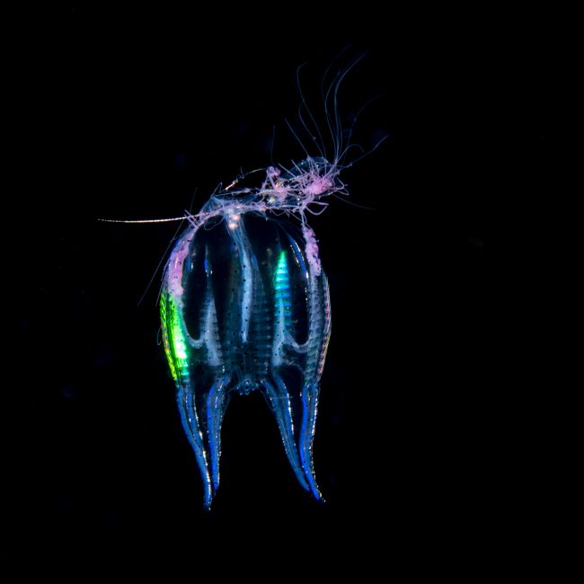 Ctenophore « Callianira bialata » © Linda LANNIELLO