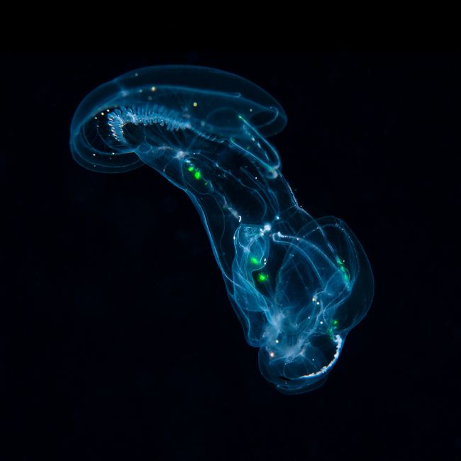 Ctenophore, Ocyropsis maculata immaculata © Linda LANNIELLO