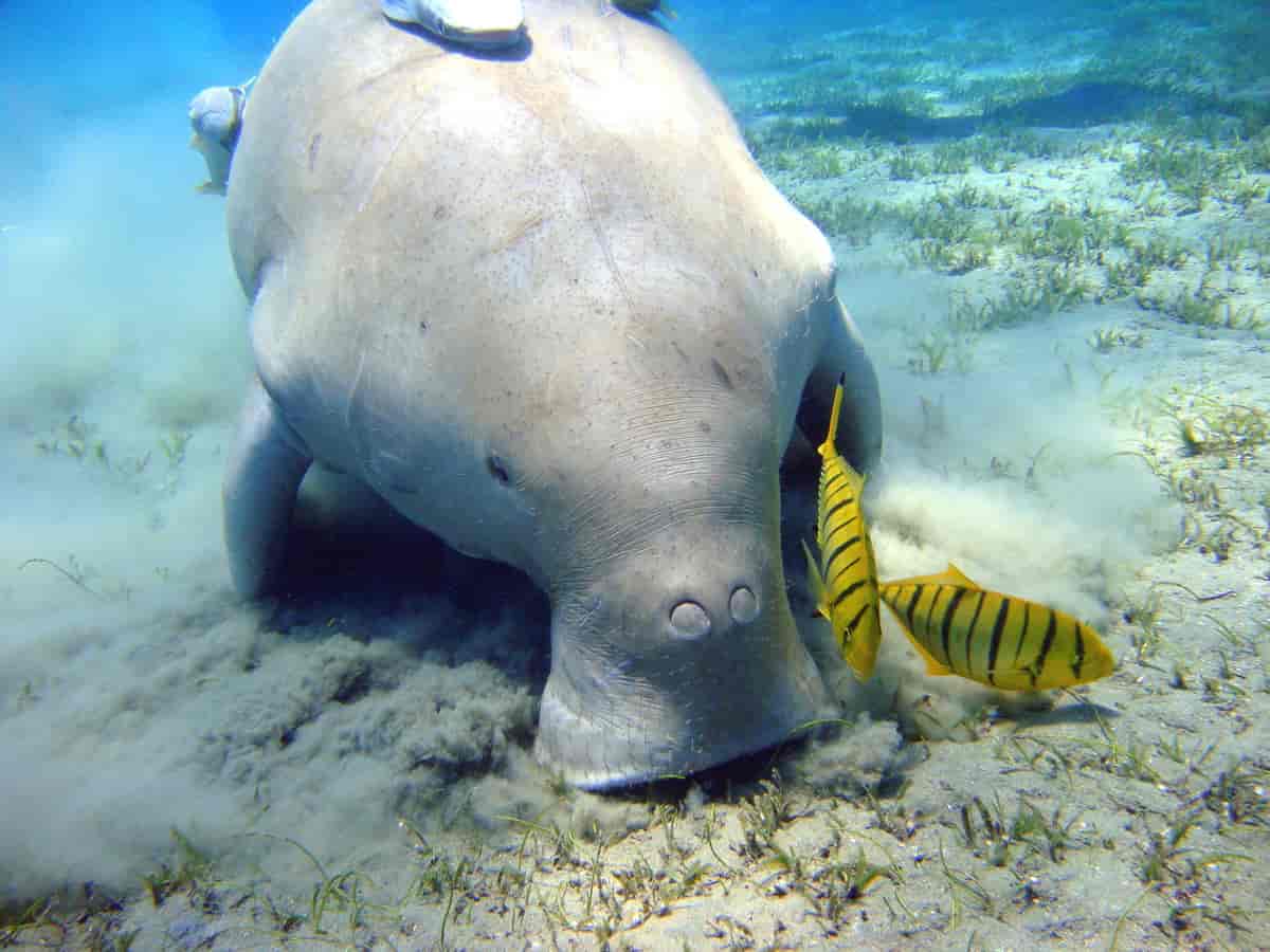 Dugon © Julien Willem CC BY SA 3.0