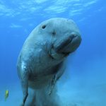 dugong, une biodiversité marine en danger