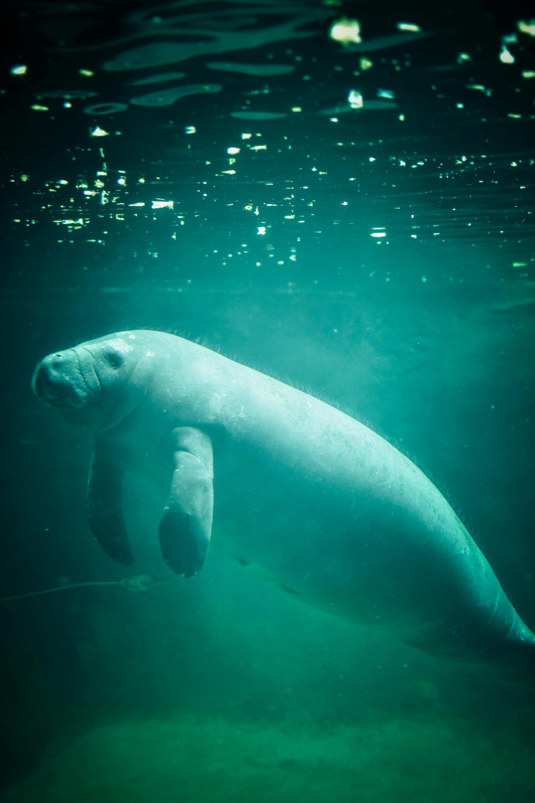 Dugong © Pexels (1)