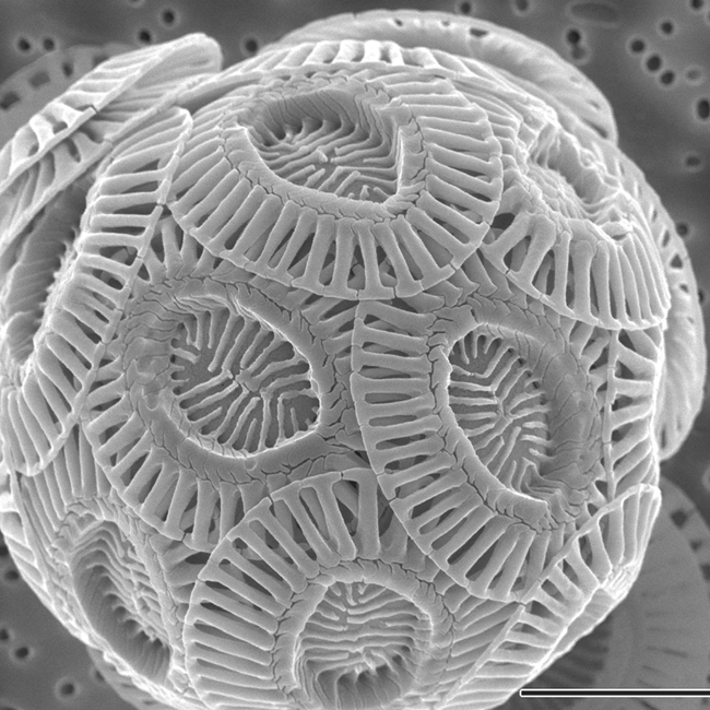 Emiliania huxleyi © Alison R. TAYLOR (University of North Carolina Wilmington Microscopy Facility)