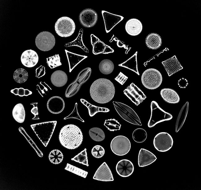 Espèces de diatomées © Pali Nalu (Flickr)