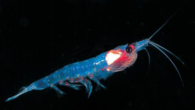Euphausia superba © Norkrill (Flickr)