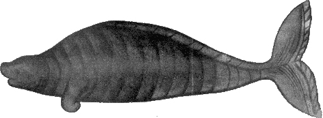 Hydrodamalis_gigas