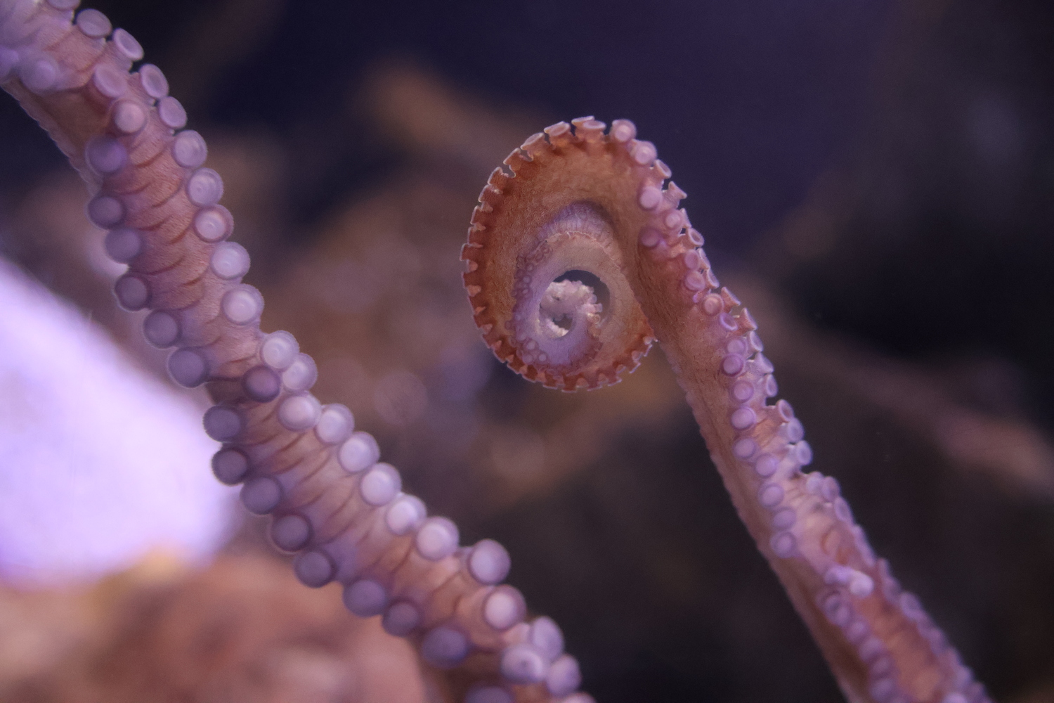 poulpe commun © Julie HENRY POUTREL, La Cité de la Mer