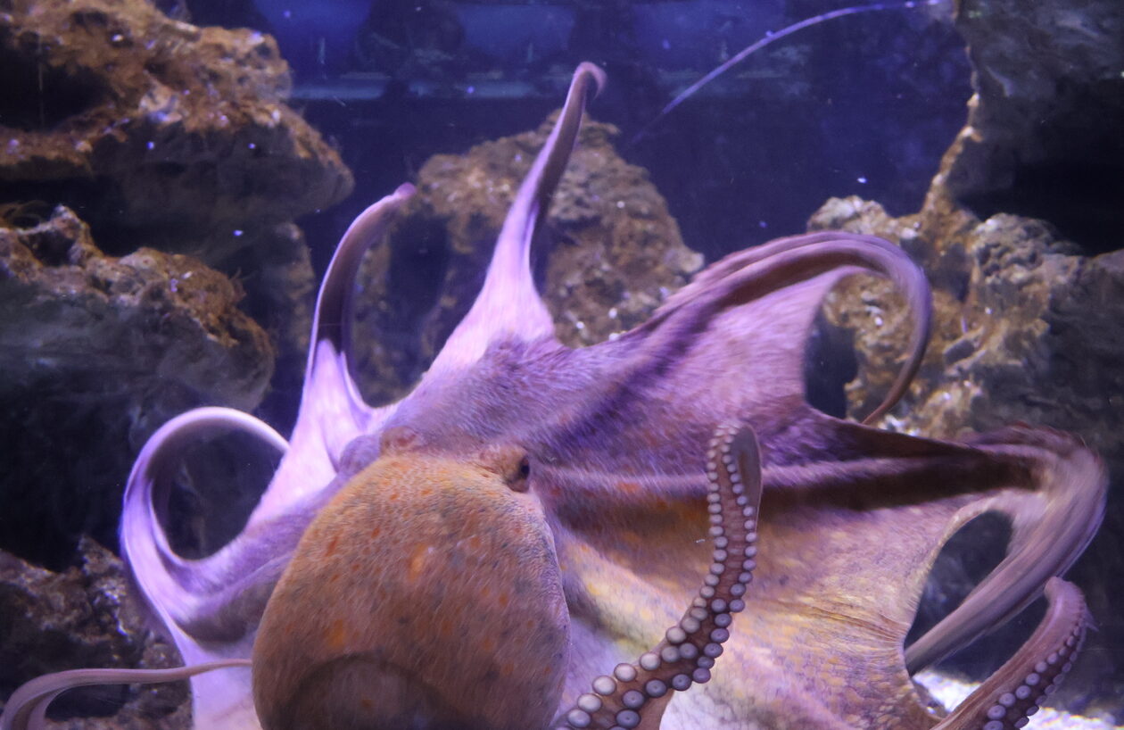 poulpe commun © Julie HENRY POUTREL, La Cité de la Mer