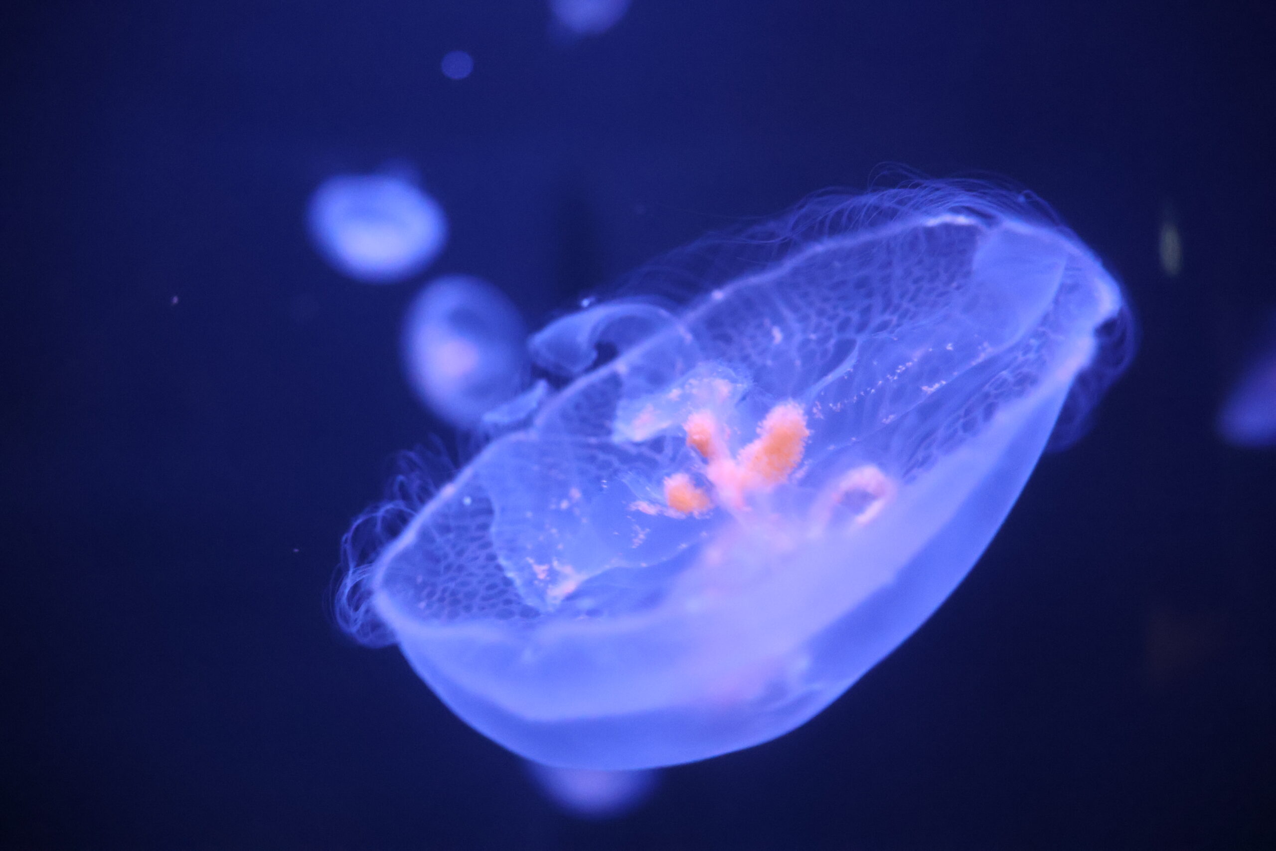 La méduse Aurelia aurita © Julie HENRY POUTREL, La Cité de la Mer