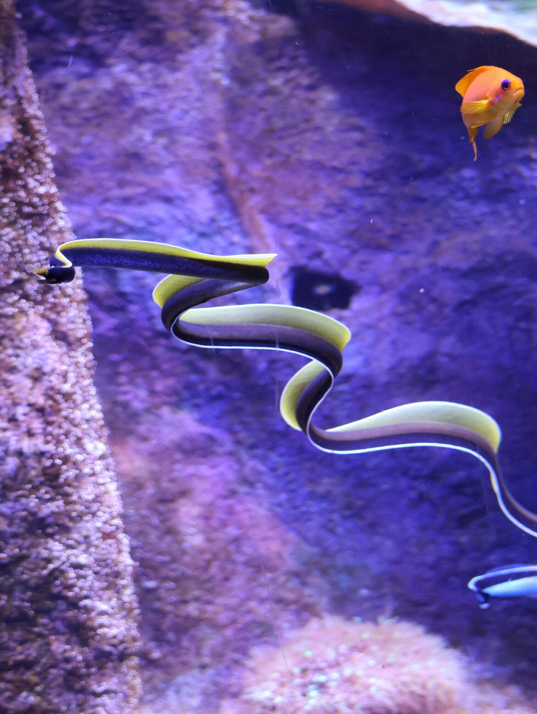 Murène ruban. © La Cité de la Mer – Julie HENRY POUTREL