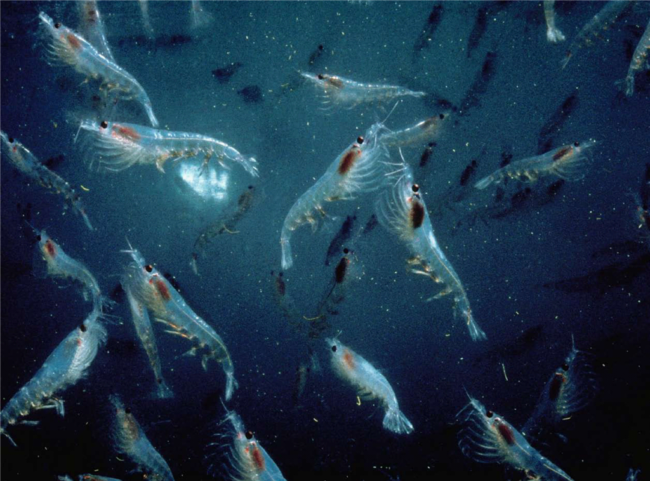 Krill antarctique © Norkrill (Flickr)