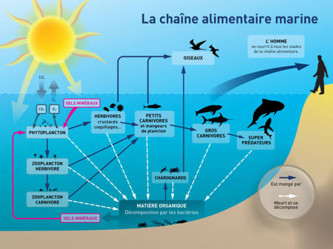 La chaîne alimentaire marine © Plancton du Monde, Géraldine JUBLIN