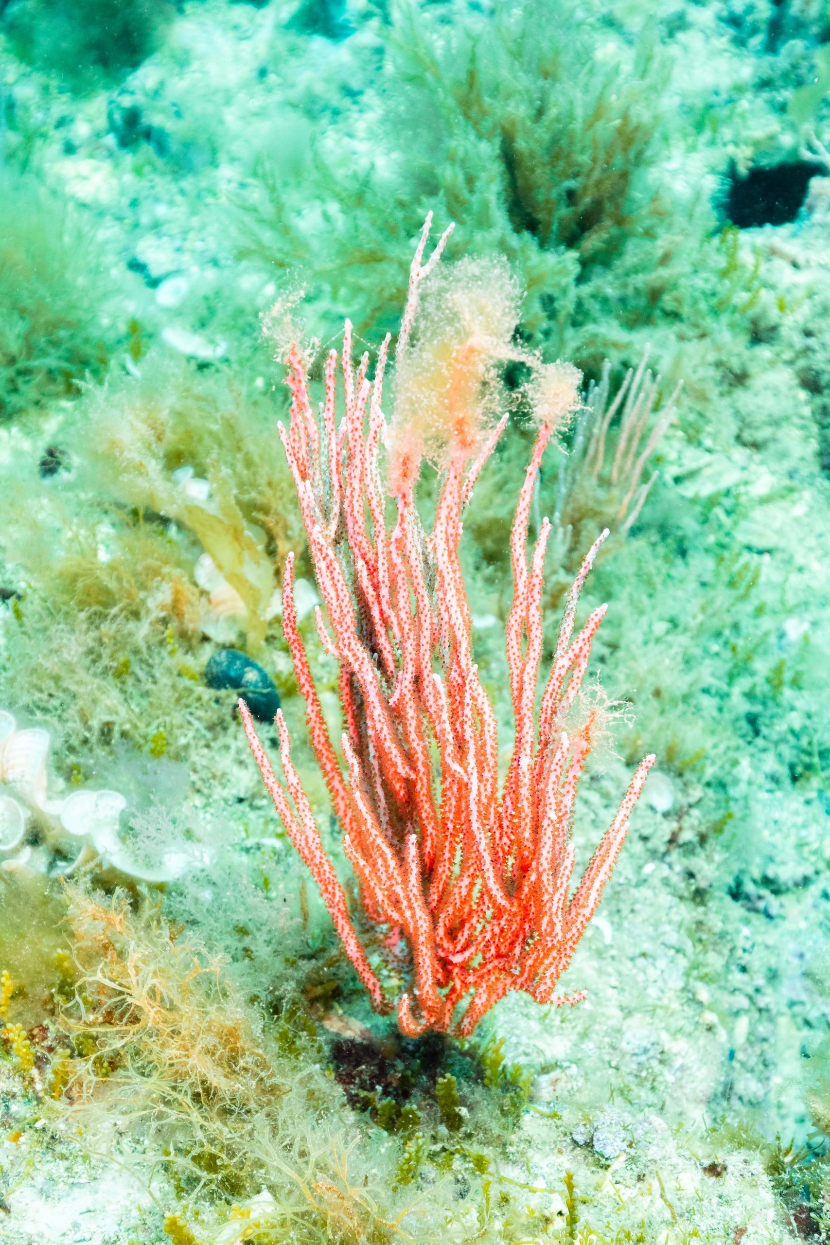 La gorgone verruqueuse © Diego Delso CC BY SA 4.0-min