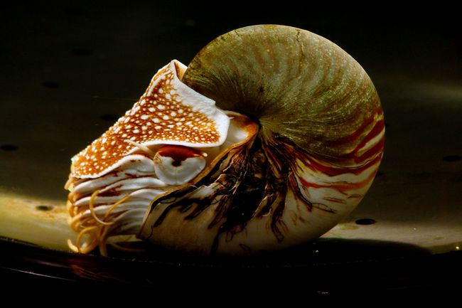 La vie du nautile débute dans le plancton © La Cité de la Mer, Sylvain GUICHARD