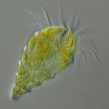 Laboea strobila est en forme de cône © Alfred Wegener Institute for Polar and Marine Research