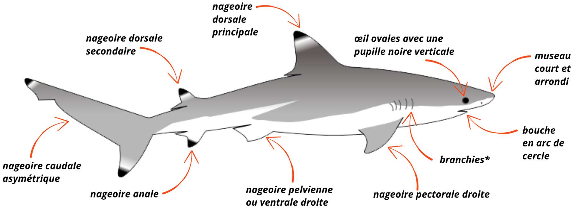 Le requin à pointes noires