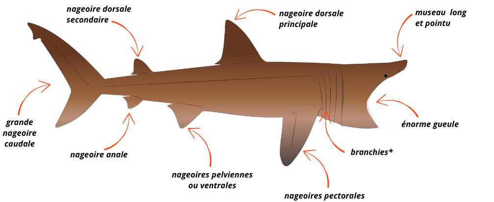 Le requin pèlerin