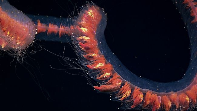Le siphonophore est composé de plusieurs zoïdes © NOAA – Creative Commons