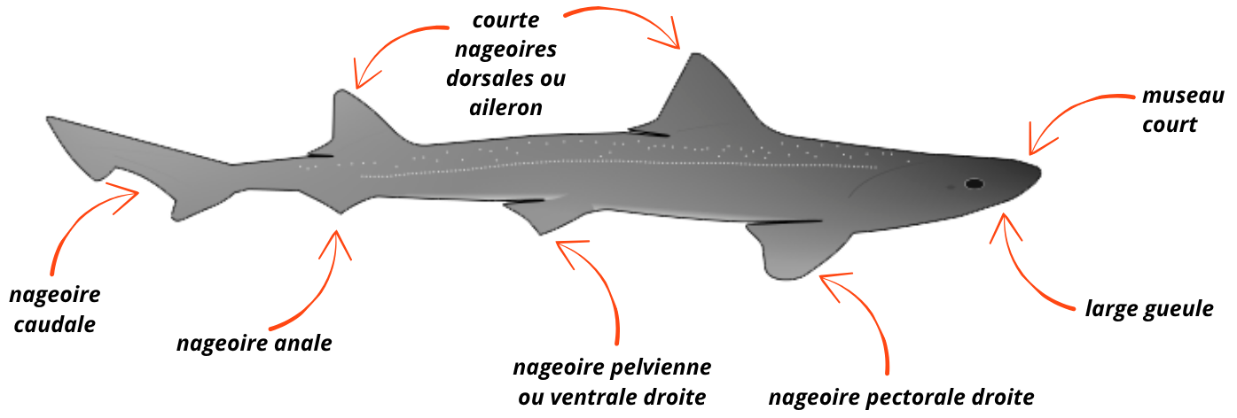 L’émissole tachetée