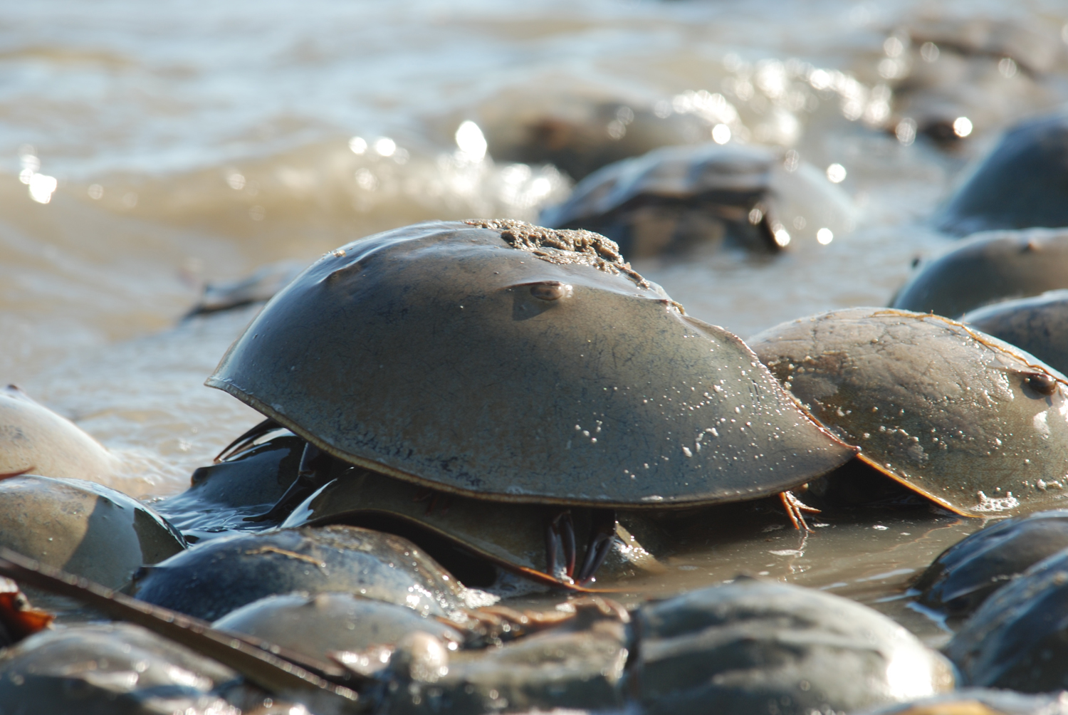 Limule © U.S. Fish and Wildlife Service Northeast Region