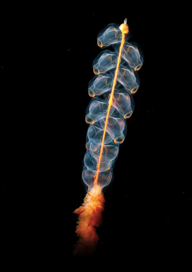 Marrus orthocanna, espèce de siphonophore dont on voit bien les cloches natatoires © NOAA
